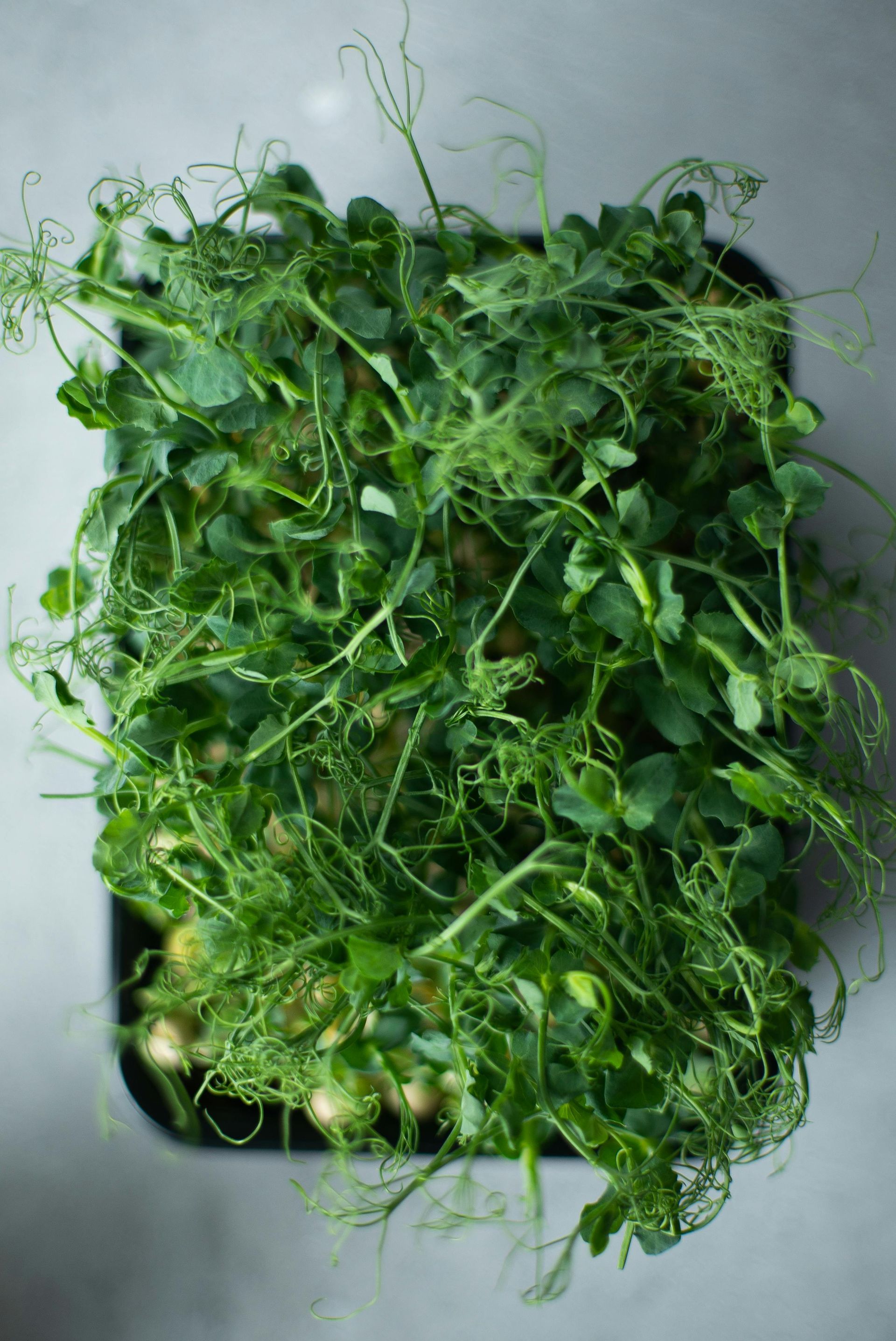 Fresh pea shoot microgreens